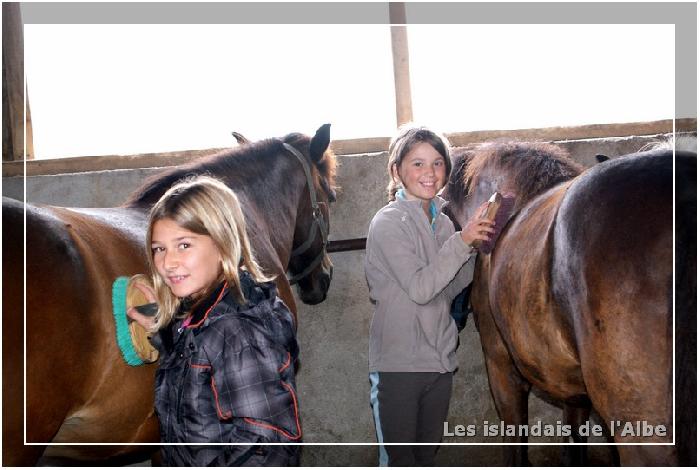 Les enfants soignent les chevaux