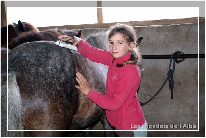 Les enfants soignent les chevaux