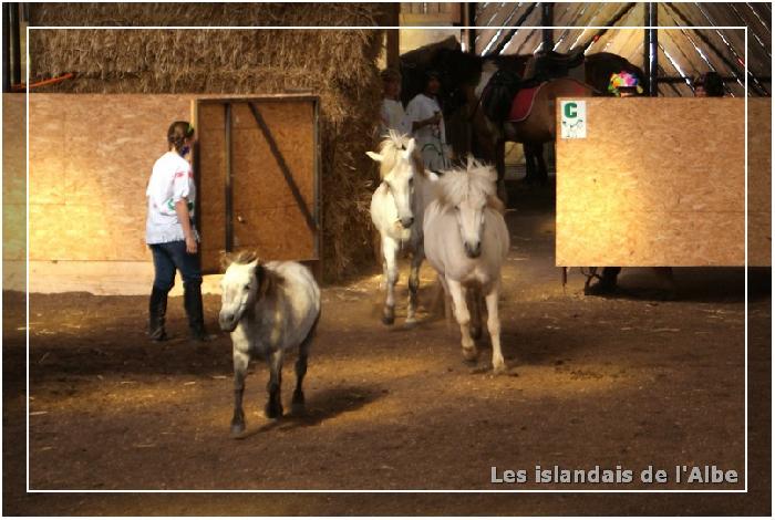 Spectacle équestre enfants de 8 à 12 ans