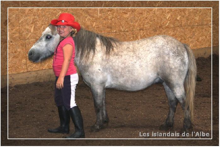 Travail des chevaux en liberté