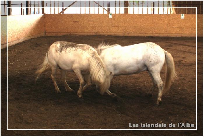 Travail des chevaux en liberté