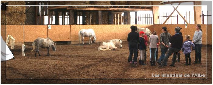 Travail des chevaux en liberté