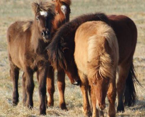 Avant d'acheter un cheval islandais