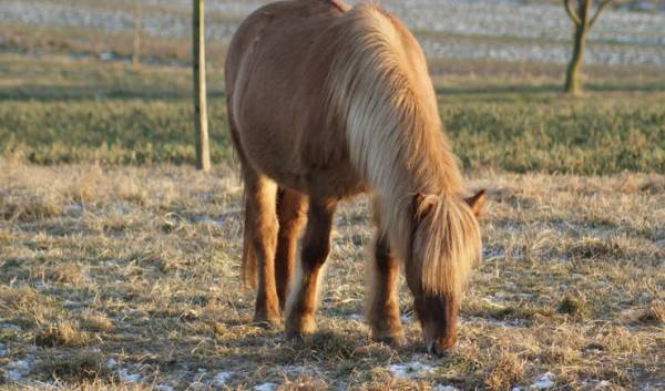 Période d'inactivité pour mon cheval