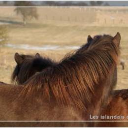 L'élevage - Janvier 2009