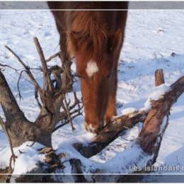 L'élevage en hiver - 2009