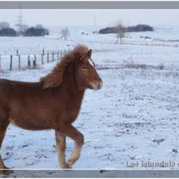 L'élevage en hiver - 2009