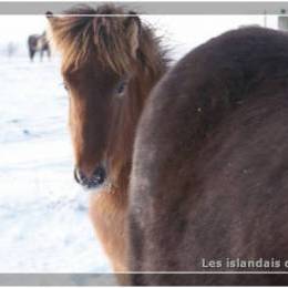 L'élevage en hiver - 2009