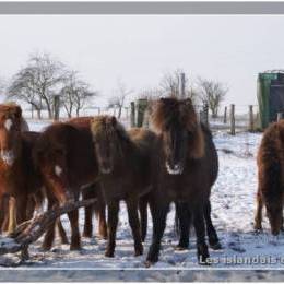 L'élevage en hiver - 2009