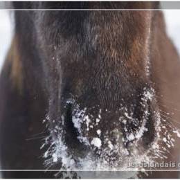 L'élevage en hiver - 2009