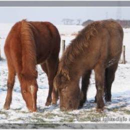 L'élevage en hiver - 2009