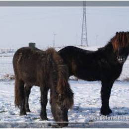 L'élevage en hiver - 2009