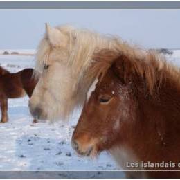 L'élevage en hiver - 2009