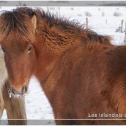 L'élevage en hiver - 2009