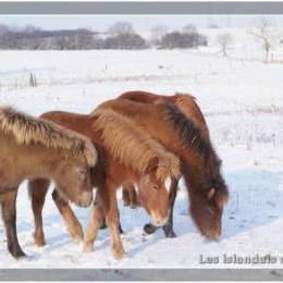 L'élevage en hiver - 2009