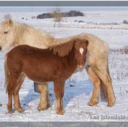 L'élevage en hiver - 2009