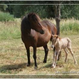 Naissance d'un poulain - 2010