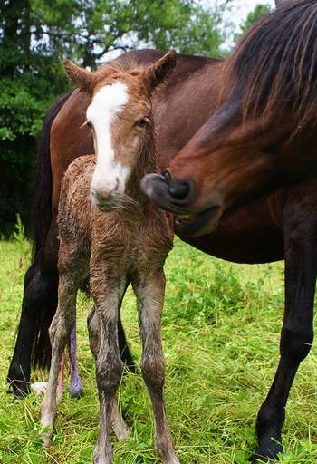 Naissance de poulains - juin 2012