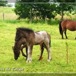 Naissance de poulains - juin 2012