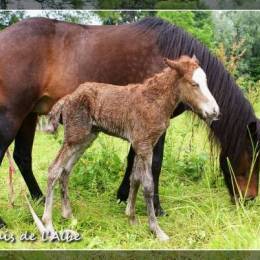 Naissance de poulains - juin 2012