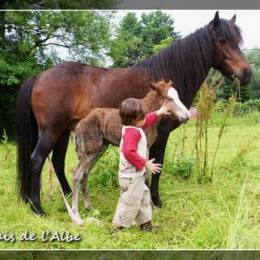 Naissance de poulains - juin 2012