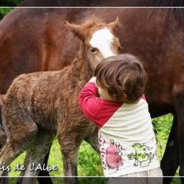 Naissance de poulains - juin 2012