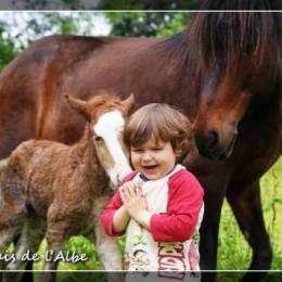 Naissance de poulains - juin 2012