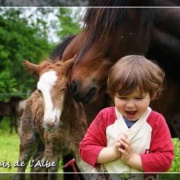 Naissance de poulains - juin 2012