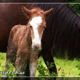 Naissance de poulains - juin 2012