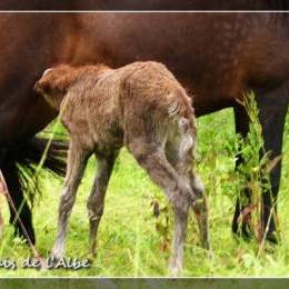 Naissance de poulains - juin 2012