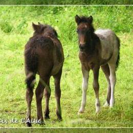 Naissance de poulains - juin 2012