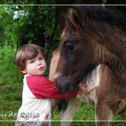 Naissance de poulains - juin 2012