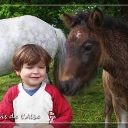 Naissance de poulains - juin 2012