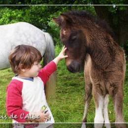 Naissance de poulains - juin 2012