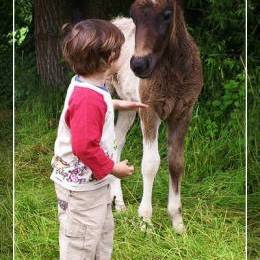 Naissance de poulains - juin 2012