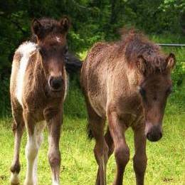 Naissance de poulains - juin 2012