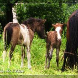 Naissance de poulains - juin 2012