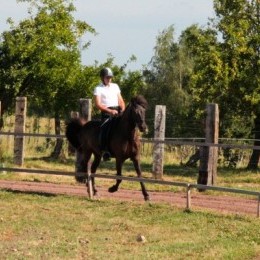 Concours d'équitation islandaise 2014