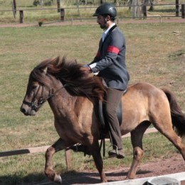 Concours d'équitation islandaise 2014