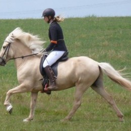 Concours d'équitation islandaise 2014