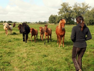 Presse : "Chaque cheval porte un nom venu d'Islande"