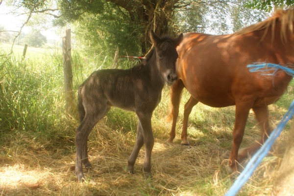 Nos poulains 2014