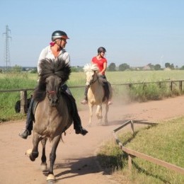 Stages d'équitation islandaise 2015