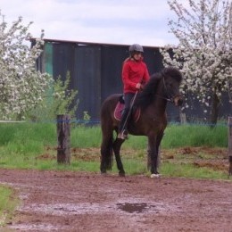 Stages d'équitation islandaise 2015