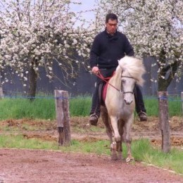 Stages d'équitation islandaise 2015