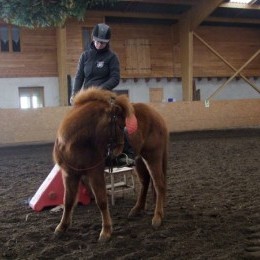 Stages d'équitation islandaise 2015