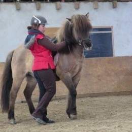 stage d’équitation islandaise du 13 et 14 mars