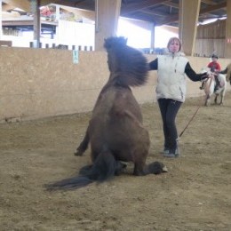 stage d’équitation islandaise du 13 et 14 mars