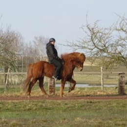 stage d’équitation islandaise du 13 et 14 mars