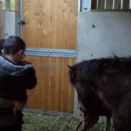 Le premier poulain de l'année est né le 30 mars 2015